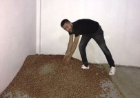 Yılın İlk Fındığı Tüccara İndi