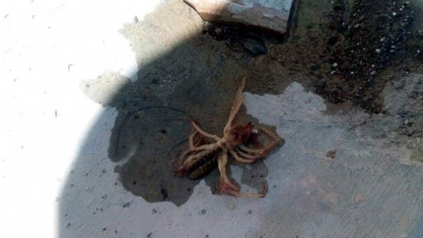 Et yiyen örümcek Kayseri'de görüldü!