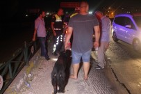 ALKOLLÜ SÜRÜCÜ - 175 Promilli Sürücü Köpeğini Bırakmadı