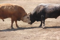 DAVUL ZURNA - Bölgelerin Şampiyon Boğaları Artvin'de Buluştu