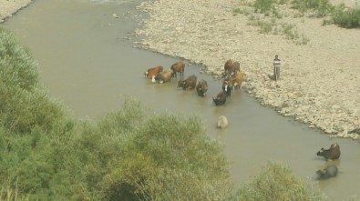 Sıcak Hava Hayvanları Da Bunalttı