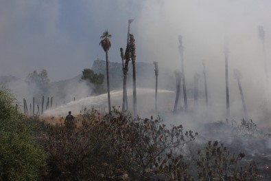 Kemer'da Çöp Yangını Palmiye Ağaçlarını Kül Etti