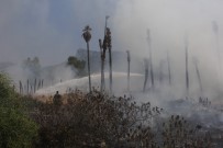 PALMİYE AĞACI - Kemer'da Çöp Yangını Palmiye Ağaçlarını Kül Etti