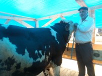 TOSUNLAR - Patnoslu Tosunlar Mudanya'da