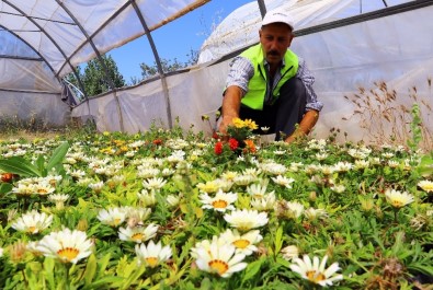 Van Büyükşehir Belediyesi 300 Bin Çiçek Ekip, 35 Bin Fidan Dikti