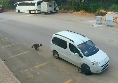 Antalya'da Köpeğin Ölümüne Sebep Olan Araç Sürücüsünün Ehliyetine El Konuldu