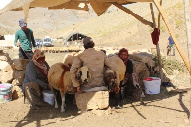 Küçükbaş Hayvan Yetiştiricilerine Süt Kovası Dağıtıldı