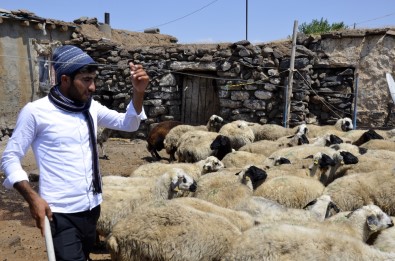 ÖSYM'nin Hatası Çoban Ahmet'in Hayallerini Yıktı