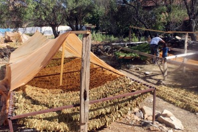 Tütünü Makineyle Çizip Üretimi 10'A Katladılar