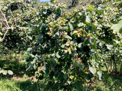 Açıklanmayan Fındık Rekoltesi Kafaları Karıştırdı