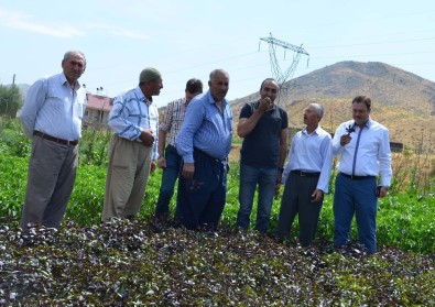 Bitlis'te 'Yerli Tohum Projesi' Hayata Geçirildi