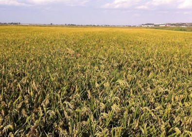 Çeltik Maliyet Raporu Hazırlandı, Son Sözü Bakanlık Söyleyecek