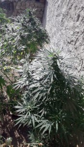 Evin Bahçesinde Kenevir Ele Geçirildi