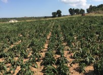 TIBBİ BİTKİLER - Kırklareli'de Ekinezya Hasadı