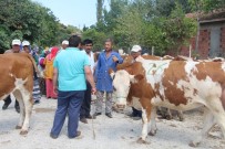 ORKÖY'den Simental Dopingi