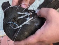 SILIVRI CEZAEVI - Silivri Cezaevi'nde haberci kuş yakalandı