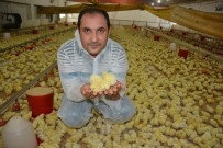 BANVIT - Beyaz ette yüzde 11 anlaşmazlığı