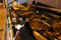 KONTROL NOKTASI - İlk Kurbanlıklar İstanbul'a Geldi