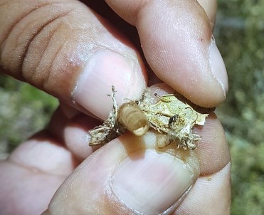 OBM'nin Biyolojik Mücadele Çalışmaları Sürüyor