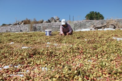 Antep'in Fıstığı Manisa'dan