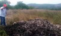 ZEYTINLIK - Tavuk Çiftliği Yüzünden Canlarından Bezen Köylüler Sinek Avı Başlattı