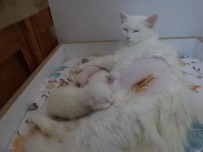 DOĞUM ORANI - Van Kedilerinde Sezaryenle Doğum