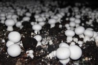 KÜLTÜR MANTARı - 2.5 Milyon Lira Maliyetle Kurdu, Ayda 50 Ton Üretiyor