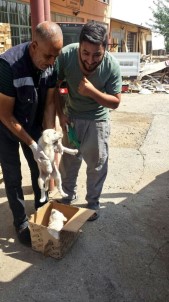 Bingöl'de Bitkin Bulunan 2 Yavru Köpek Koruma Altına Alındı