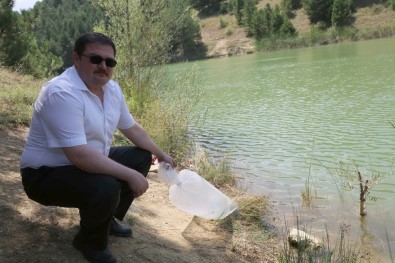 Uşak Banaz İlçesinde Göletlere 15 Bin Yavru Balık Bırakıldı