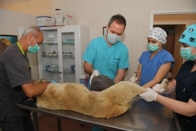 Yüzlerce Hayvan Osmangazi'de Sağlığına Kavuşuyor