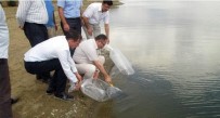 Bilecik'teki Göletlere 58 Bin 500 Adet Pullu Sazan Yavrusu Salındı