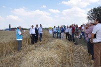HARMANKAYA - Emet Örencik Köyünde 'Tarla Günü'