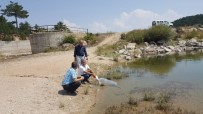 AYNALı SAZAN - Emet'te 3 Gölete 8 Bin Yavru Aynalı Sazan Balığı Bırakıldı