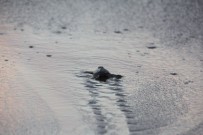 CAHIT ÇELIK - Hatay'da Yavru Caretta Carettalar Denizle Buluştu