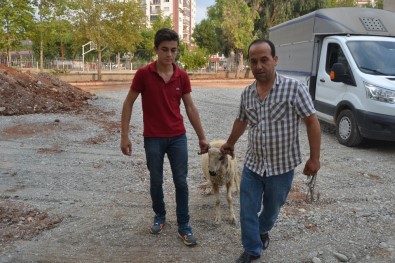 Kozan'da Kurban Kesim Kursu Açıldı