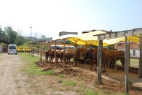 Kurbanlıklar Alıcı Bekliyor