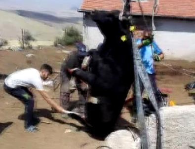 Ankara'da inek kurtarma operasyonu