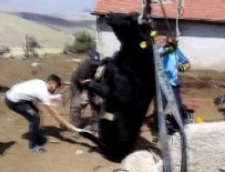 Ankara'da inek kurtarma operasyonu