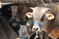 TOSUNLAR - Kurbanlıklar Pazara İndi