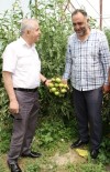 SEBZE ÜRETİMİ - Müdür Görentaş'tan Sebze Üreticilerine Ziyaret