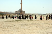 ÖNCÜPINAR - Sayıları 12 Bini Aştı