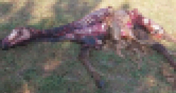 Silivri'de kurtlar köye indi, milyonluk atlar telef oldu