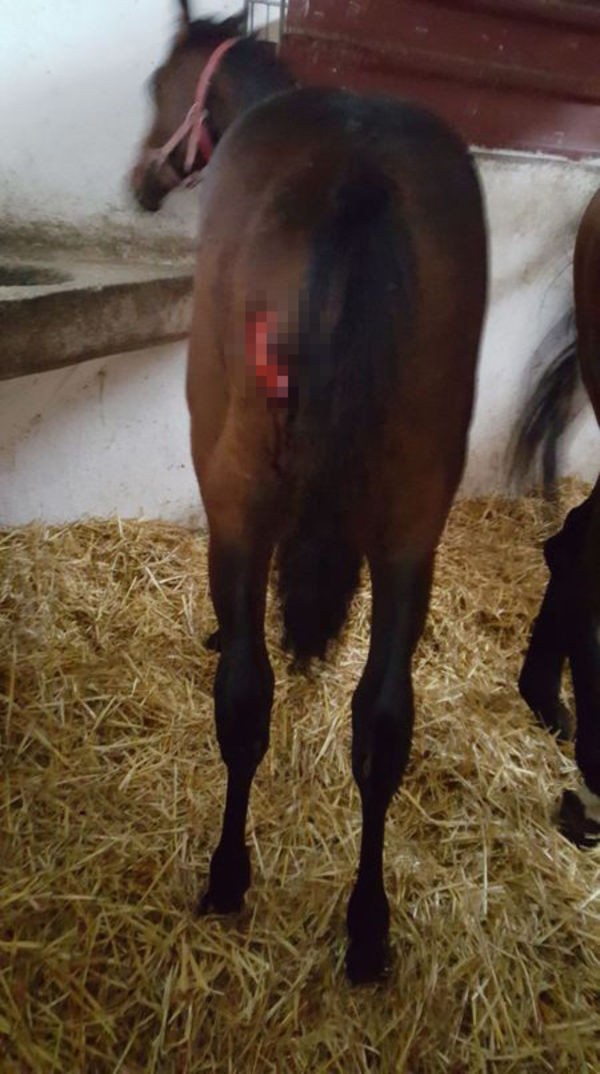 Silivri'de kurtlar köye indi, milyonluk atlar telef oldu