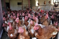 ORGANİK YUMURTA - 5 Tavukla Başladı, Şimdi 500 Tavuğu Var