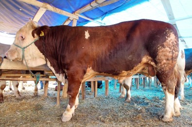 İşte 'Haso' Açıklaması 1 Ton Geliyor Araba Fiyatına