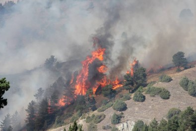 Oltu'da Orman Yangını