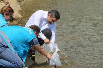 Yakuplar Göleti'ne 2 Bin Adet Sazan Balığı Yavrusu Bırakıldı