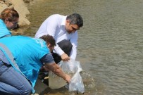 YAKUPLAR - Yakuplar Göleti'ne 2 Bin Adet Sazan Balığı Yavrusu Bırakıldı