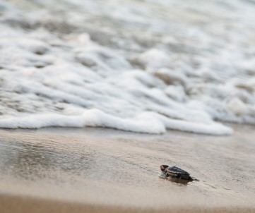 Yavru Kaplumbağalar Akdeniz'den Dünyaya İlk Adımlarını Attı