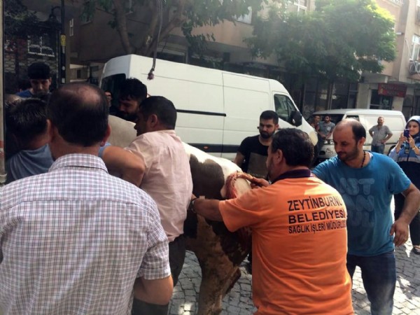 İstanbul'da kaçan boğa dehşet saçtı